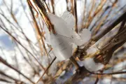 Frost Flowers Bloom: Nature's Fragile Winter Art in the US