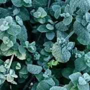 Frost-Proof Your Garden: 7 Essential Tips to Protect Plants During UK Cold Snaps