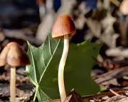 Fungi's Hidden Power: UK Scientists Pioneer Nature's Solutions to Plastic Crisis