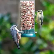 Garden Bird Feeding Warning: Act Within 24 Hours to Stop Hidden Hazard