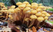 Gardeners Beware: The Golden Honey Fungus Spreading Rapidly Across British Gardens