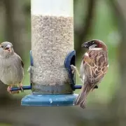 Gardeners must check bird feeders every 24 hours to prevent disease