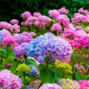Gardeners' Secret: How to Grow Stunning Hydrangeas That Bloom For Months