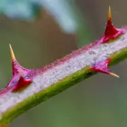 Gardeners Urged to Tackle Brambles in November for a Perfect Garden