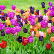 Gardening Expert's November Tulip Warning to Prevent Disease