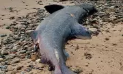 Giant Shark Mystery Stuns Scottish Coast: Basking Shark Carcass Washes Ashore Near Inverness