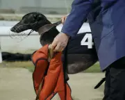 Going to the Dogs: The Dark Truth Behind Britain's Greyhound Racing Industry
