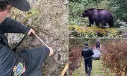 Grizzly Bear Attack in Canada Leaves 11 Injured, Hunt Continues