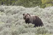 Grizzly Bear Attack Injures Children and Teacher in Canada