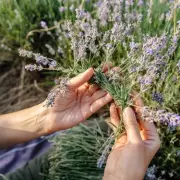 Grow Lavender Forever: The Gardener's Secret to Perennial Purple Paradise