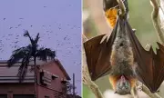 Gympie's 320,000 Flying Fox Invasion Sparks Property Value Crisis