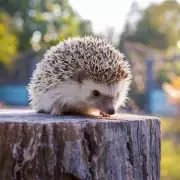 Help Hedgehogs Survive Winter: Simple November Garden Tips