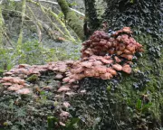 Honey Fungus Invasion: UK Gardens Face Unprecedented Threat After Extreme Weather