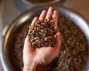 How Mizo Community Turns Stink Bug Infestations into Nutritious Food