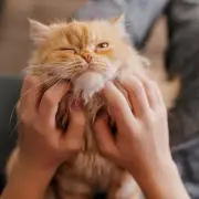 Husband Who 'Hates Cats' Caught Cuddling Ginger Feline in Secret Photos