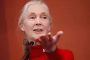 Jane Goodall Receives Prestigious National Geographic Society Medal in Historic Ceremony