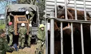 Japan Deploys Military to Combat Alarming Surge in Bear Attacks as Incidents Soar