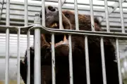 Japan Deploys Troops as Bear Attacks Reach Record High