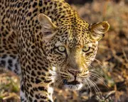 Kingdom Review: Attenborough's Wildlife Epic Like Game of Thrones