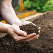 ‘Magic’ Free Soil Booster: Transform Your Garden with Autumn Leaves