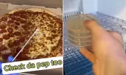 Microbiologist's Pizza Bacteria Test Reveals Shocking Results