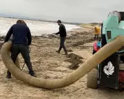 Millions of Plastic Beads Wash Up on Camber Sands, Sparking Environmental Crisis