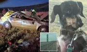 Miracle Dog Found Alive After Week Missing Following Terrifying Car Crash