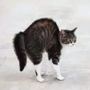 My Foster Cat Despises Cuddles But Adores Watching Political Debates on TV