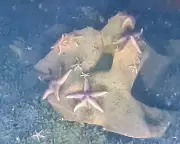 Nazi Munitions Become Thriving Marine Habitats in Baltic Sea