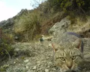 New Zealand to Eradicate Feral Cats by 2050 in Biodiversity Push