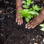 November's Vital Mulching Task to Protect Your Garden Soil from Freezing