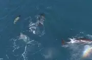 Orca Feeding Frenzy: Killer Whales Devour Great White Sharks in Marine Hunting Ground