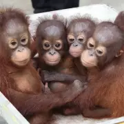 Orphaned Orangutan Rescued After 14 Years of Abuse as Family Pet