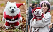 Over 100 Rescue Dogs in Festive Jumpers Parade to Buckingham Palace