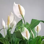 Peace Lily Blooms with 10 Flowers After 10 Years Using Banana Peel Trick