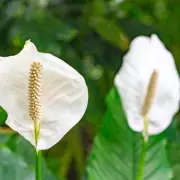 Peace Lily Drooping? The Hidden Cause Every Plant Owner Needs to Know