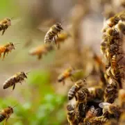 Plant 1 Bulb in November for a Bee-Filled Garden Next Spring