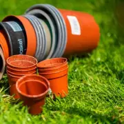 Plant Tulip Bulbs Now for Vibrant Spring Blooms or Wait Until Next Year