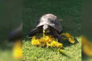Police Hunt for Beloved 35-Year-Old Tortoise Stolen from Nottinghamshire Garden