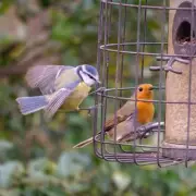 Popular Garden Ingredient Makes Birds Ill - Remove Now