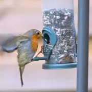 Protect Your Garden Robins: 3 Ways to Deter Bullying Parakeets