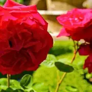 Protect Your Roses from Black Spot with This Quick Autumn Task