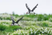 Puffin Numbers Plummet by 23% on Farne Islands, Survey Reveals