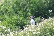 Puffins Breed on Isle of Muck for First Time in 25 Years