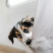 Puppy Separation Anxiety: The Key Rule for New Dog Owners