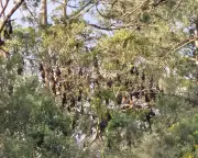 Queensland Council Considers Property Buy-Back Over 'Horrendous' Bat Colony