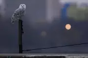 Rare Snowy Owls Draw Crowds to Chicago's Lake Michigan Shoreline
