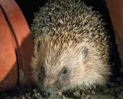 Reed Urges Labour MPs to Block Wildlife Protection in Planning Bill