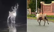 Reindeer Rescue in Formby: Emergency Services Save Fugitive Christmas Icon