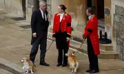 Royal Canine Crisis: Andrew's Dogs Spark Windsor Security Alert as Future at Royal Lodge Hangs in Balance